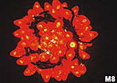 Led decorative light,O le moli eletise moli 8,
6-8,
KARNAR INTERNATIONAL GROUP LTD