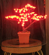 Luz cereixa LED
KARNAR INTERNATIONAL GROUP LTD
